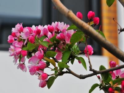 西府海棠小苗可以去哪里購買(mǎi)