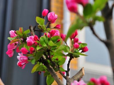 西府海棠的花語(yǔ)是什么，有什么象征意義