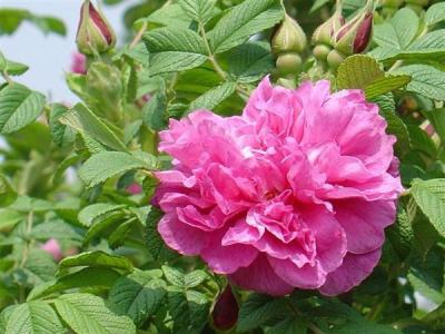 四季玫瑰到了冬天會(huì )開(kāi)花嗎