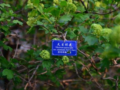 天目瓊花這味藥藥效如何體現 ？