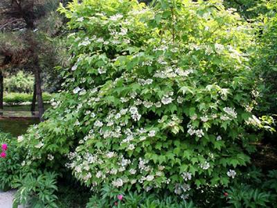 應該如何區別天目瓊花以及瓊花 ？