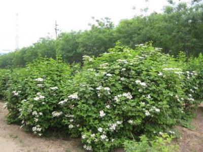 天目瓊花小苗可以去哪兒買(mǎi) ？