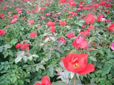 紅帽月季種子和小苗去哪里購買(mǎi)？