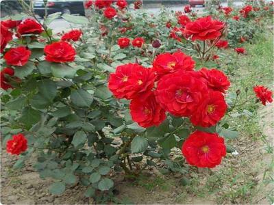 紅帽月季的優(yōu)缺點(diǎn)有哪些？