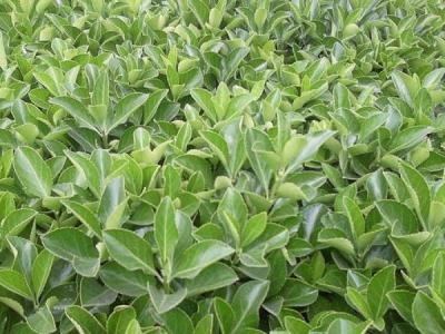 為什么自己家里并不推薦大家種植大葉黃楊 ？