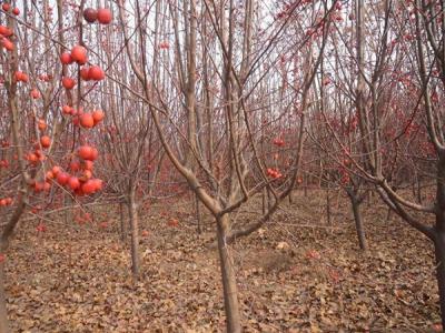 冬紅果海棠什么時(shí)候開(kāi)花 ？