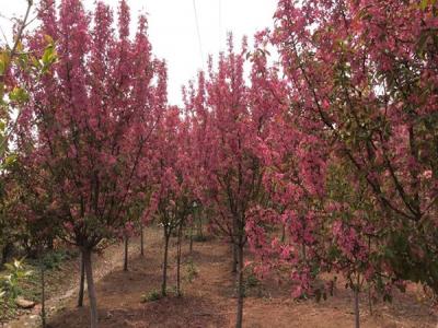冬紅果海棠的種植需要注意些什么 ？