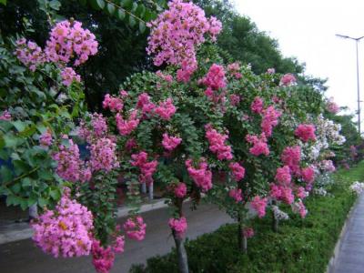 紫薇樹(shù)每年幾月份開(kāi)花 ？