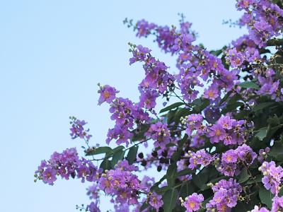 紫薇樹(shù)小苗應該去哪里購買(mǎi)，價(jià)格合理 ？