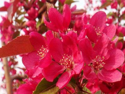 紅寶石海棠價(jià)格最新報表