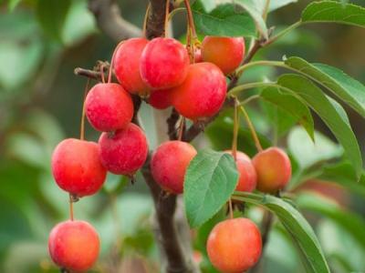 冬紅果海棠適合在南方種植還是北方種植 ？