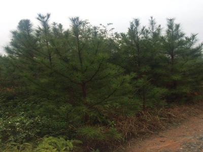 白皮松小苗應該去哪里買(mǎi) ？