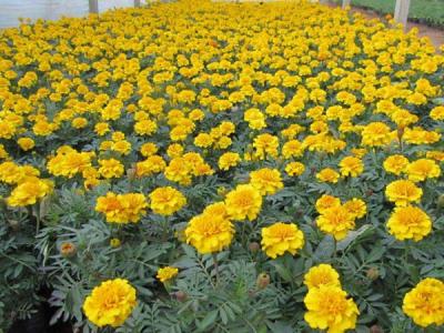 地被菊幾月份開(kāi)花，效果怎么樣