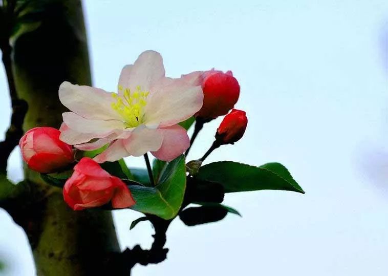 八棱海棠的果實(shí)能不能吃,八棱海棠的果實(shí)能吃嗎？