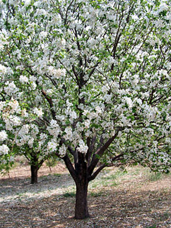 八棱海棠花期多久，幾月份開(kāi)花
