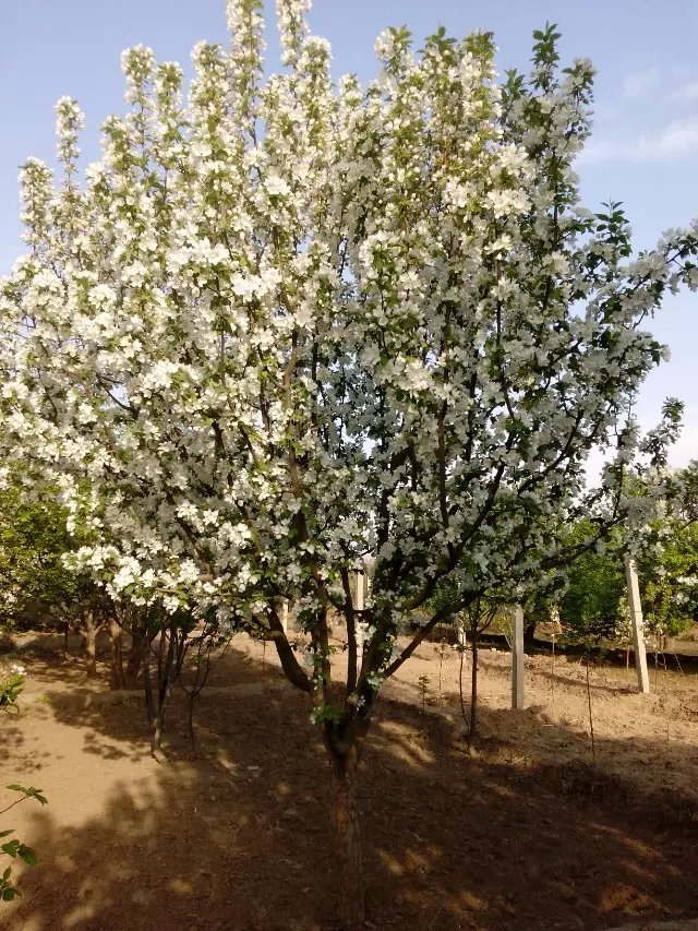 八棱海棠花期多久，幾月份開(kāi)花