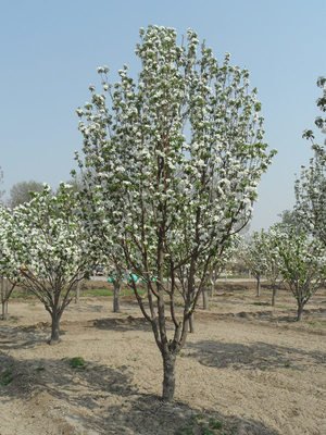 八棱海棠花期多久，幾月份開(kāi)花
