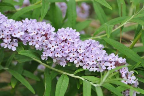 醉魚(yú)草花期是幾月，花期有多長(cháng)