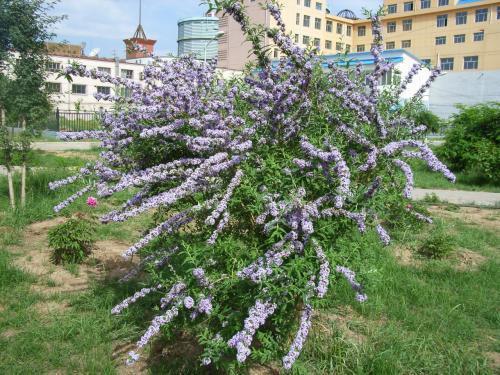 醉魚(yú)草花期是幾月，花期有多長(cháng)