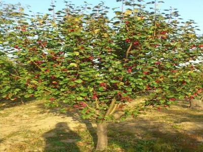 八棱海棠花期多久，幾月份開(kāi)花