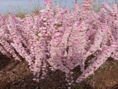 紅花麥李幾月份開(kāi)花，花期有多久