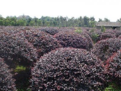紅花檵木價(jià)格，紅花檵木價(jià)格是多少
