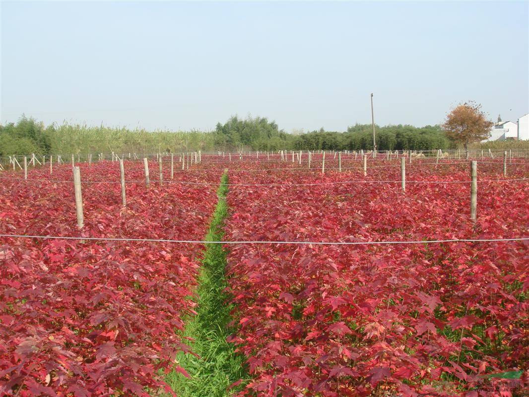 美國紅楓樹(shù)小苗多少錢(qián)一棵