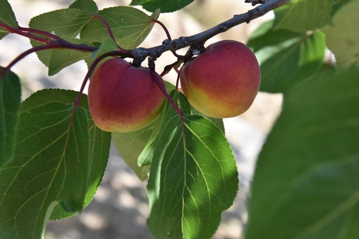 紅梅樹(shù)結果嗎,紅梅樹(shù)果實(shí)可以吃嗎