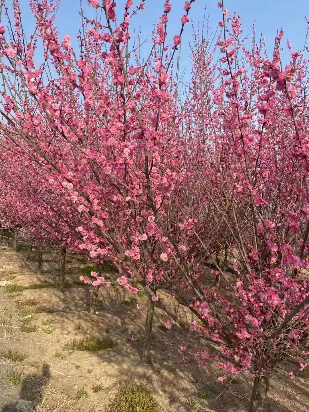 紅梅樹(shù)苗多少錢(qián)一棵
