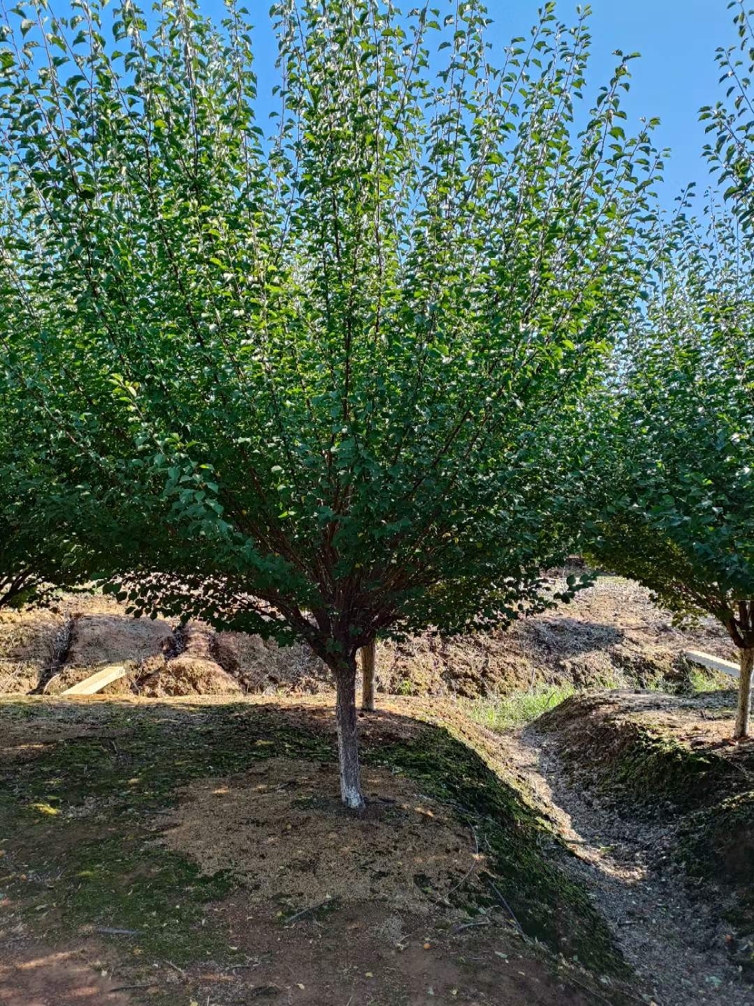 紅梅樹(shù)苗多少錢(qián)一棵