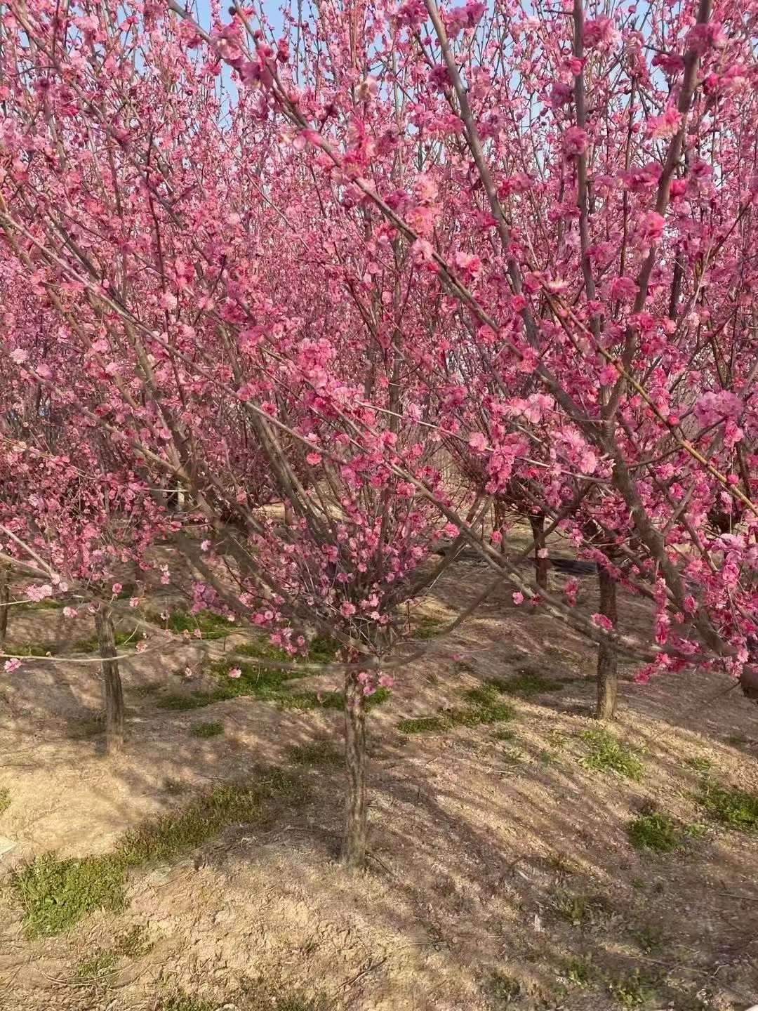 紅梅樹(shù)苗多少錢(qián)一棵