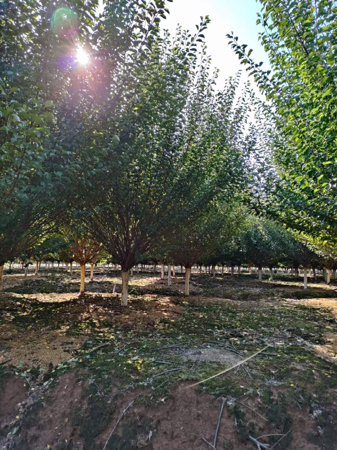 紅梅樹(shù)苗多少錢(qián)一棵