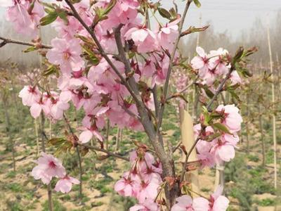 櫻花樹(shù)苗多少年才能長(cháng)成大樹(shù)？
