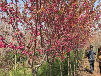 櫻花樹(shù)苗什么時(shí)候種植最好？