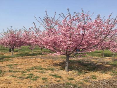 櫻花樹(shù)苗幾年才能開(kāi)花？花期在什么時(shí)候？