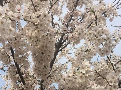 日本櫻花樹(shù)什么時(shí)候開(kāi)花？花期多久？