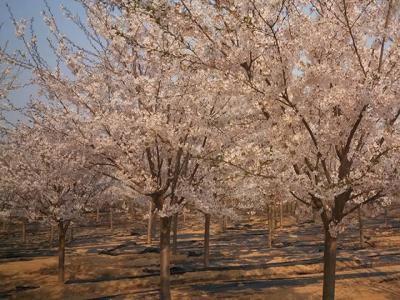 櫻花樹(shù)幾年可以開(kāi)花？都有哪些品種？
