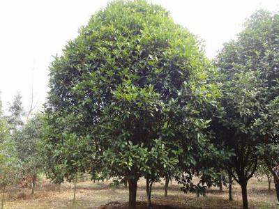 桂花樹(shù)品種哪個(gè)最好養