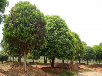 桂花樹(shù)苗圃中如何挑選好的樹(shù)苗？