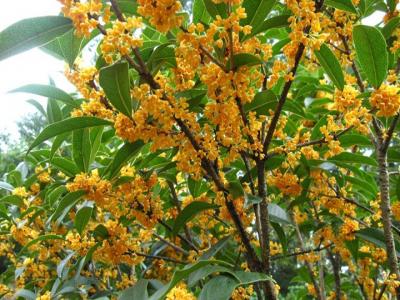 桂花樹(shù)苗基地國內哪里有