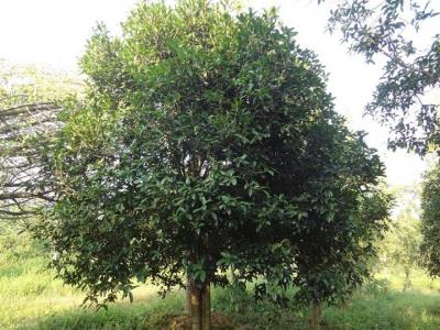 桂花樹(shù)苗多少錢(qián)一顆？
