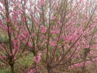 青葉碧桃開(kāi)什么花？什么時(shí)候開(kāi)花？