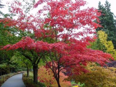 美國紅楓樹(shù)苗多少錢(qián)一顆