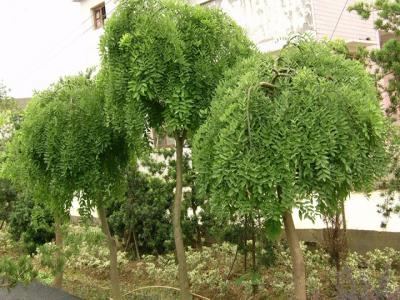 龍爪槐種在大門(mén)兩側好嗎