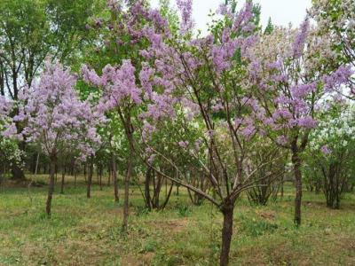 丁香樹(shù)適合庭院種植嗎