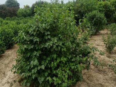 丁香樹(shù)怎么修剪養護