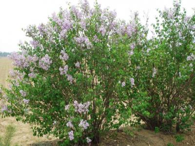 丁香樹(shù)花期多長(cháng)時(shí)間