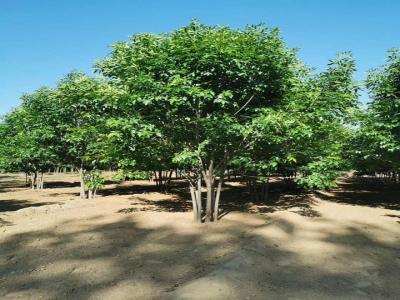 叢生國槐為什么不開(kāi)花