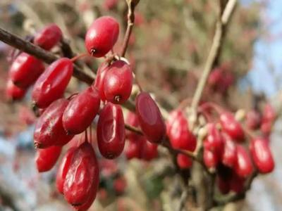 山茱萸樹(shù)可以栽院子里嗎
