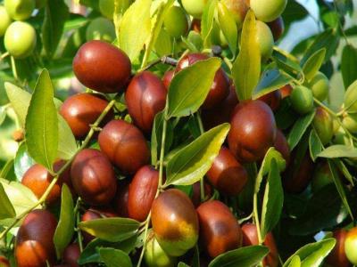 棗樹(shù)開(kāi)花不結果如何處理